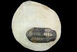 Bargain, Morocops Trilobite - Visible Eye Facets #120056-1
